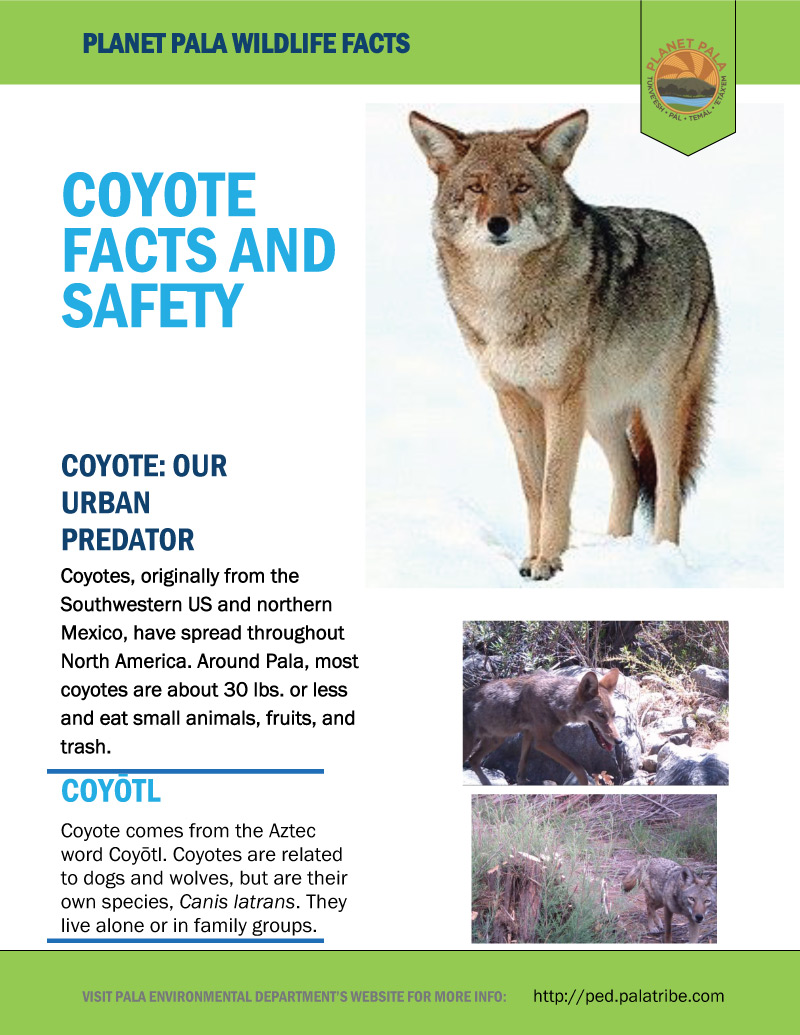 Coyote Animal Facts - Species, Behavior & Habitat.