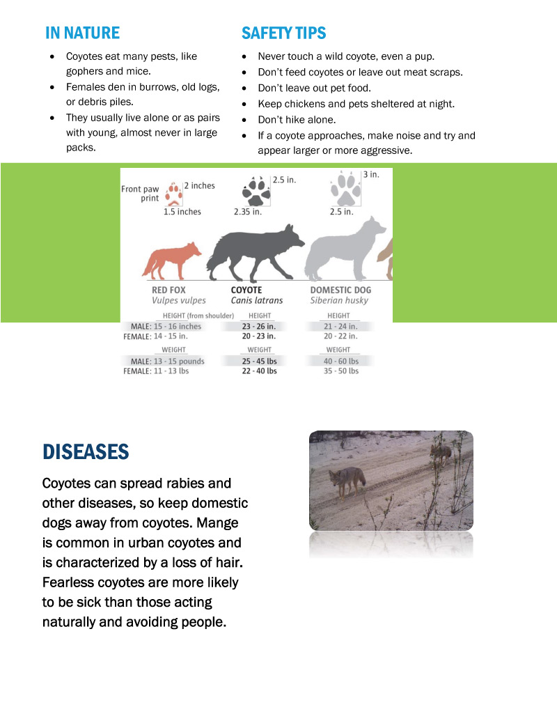 Coyote Fact Sheet