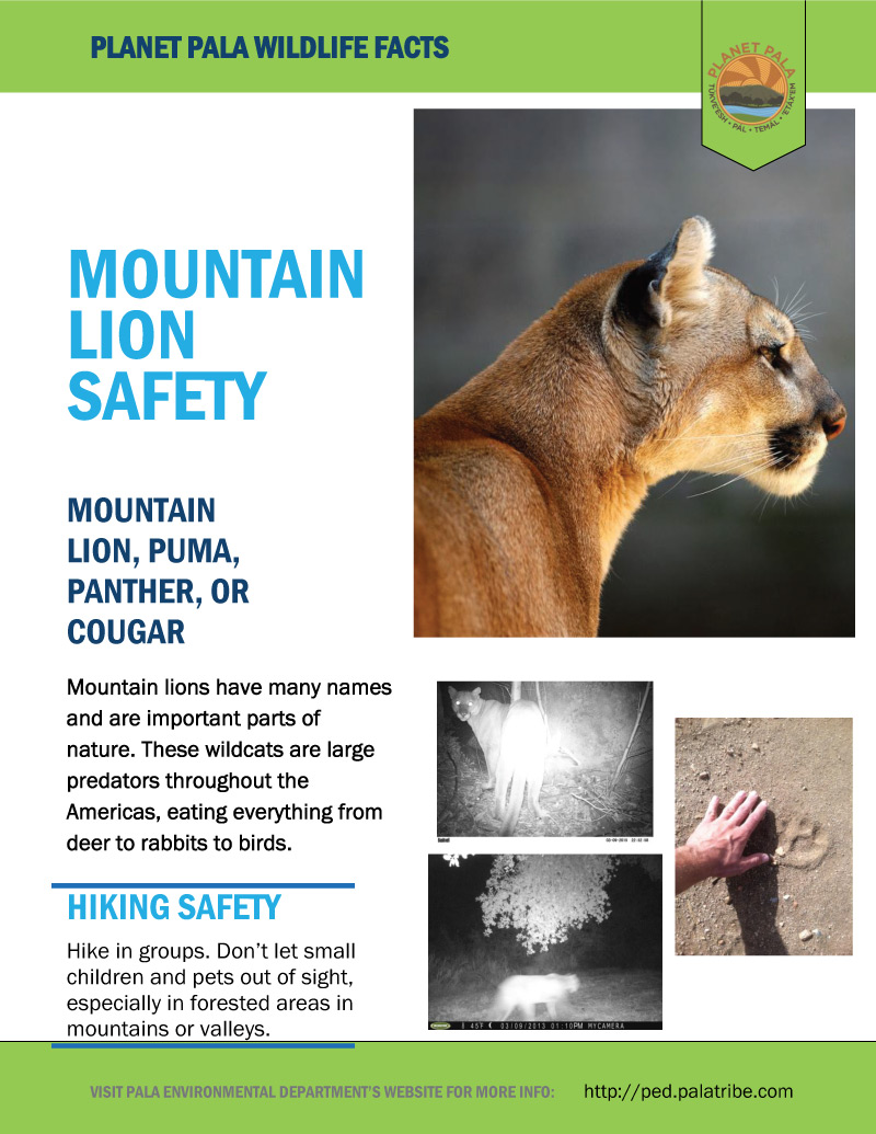 aumento estar impresionado Mancha Planet Pala: Wildlife Tips – Mountain Lion Facts and Safety – Pala  Environmental Department