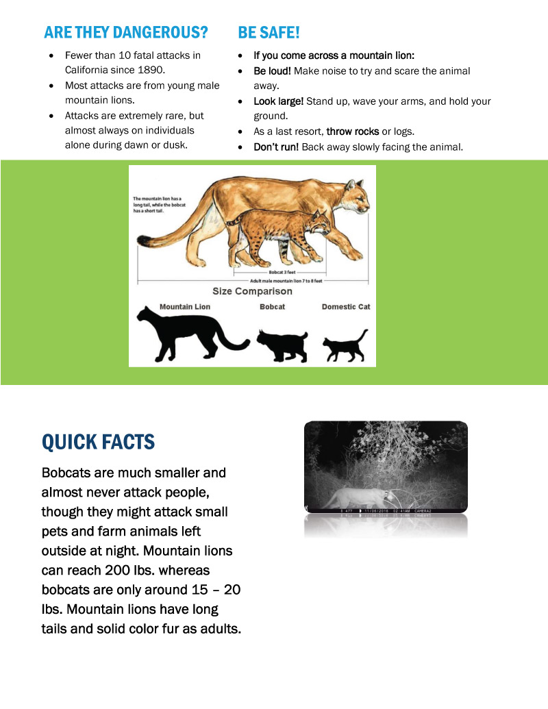 Planet Pala: Wildlife Tips – Mountain Lion Facts and Safety – Pala  Environmental Department