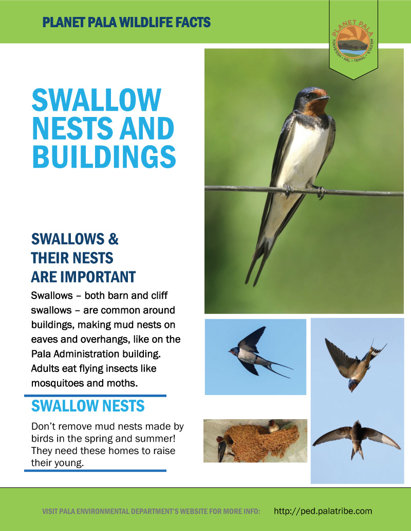 Planet Pala Wildlife Tips � Swallow Nests and Buildings Fa image