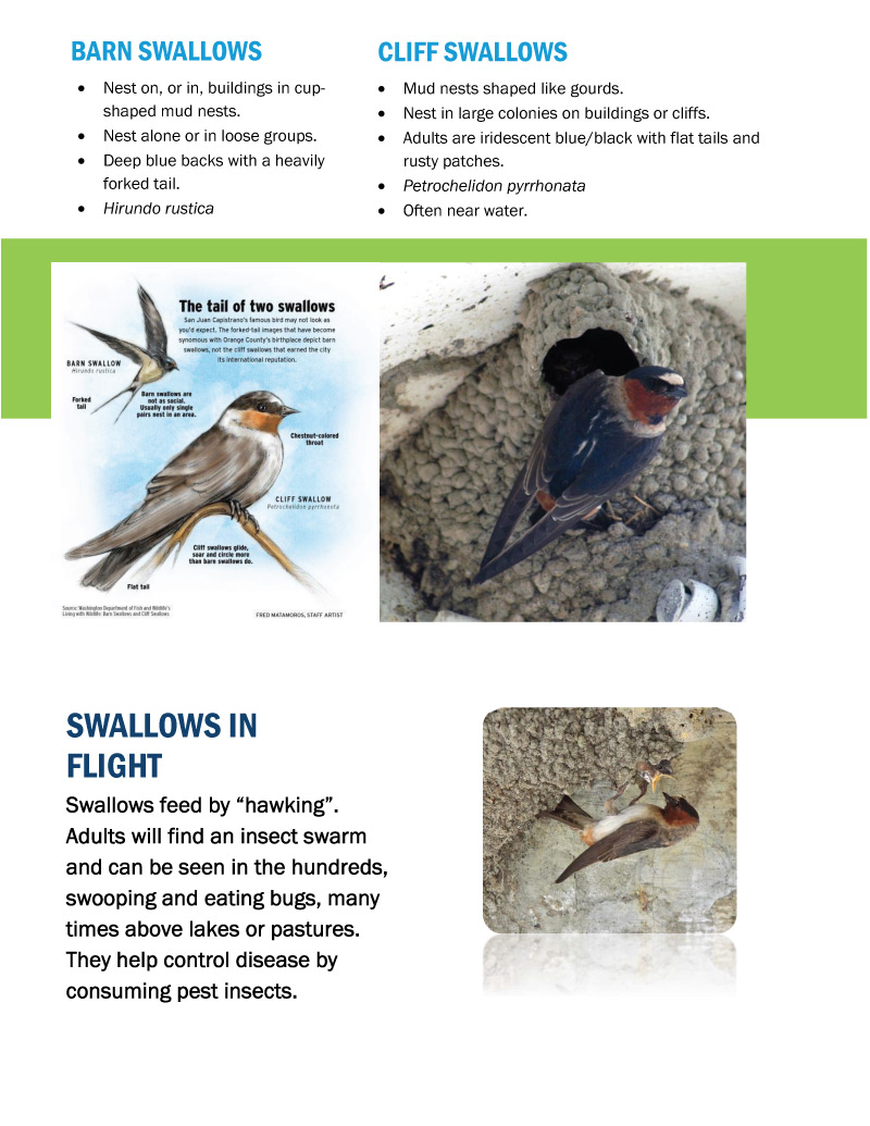 Planet Pala Wildlife Tips � Swallow Nests and Buildings Fa photo photo