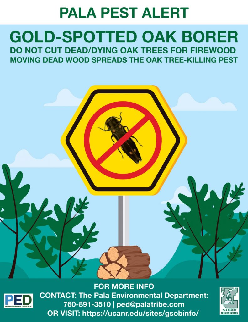 Pala Environmental Department Pala Band Pest Alert Goldspotted Oak Borer