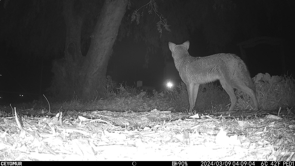 Pala Environmental Department PED Planet Pala Band of Mission Indians Logo Newsletter Take Action Wildlife Pond Cameras Coyote
