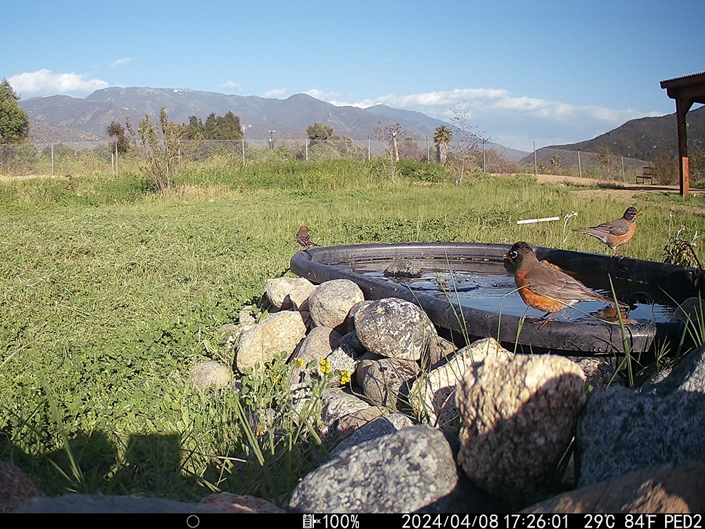 Pala Environmental Department PED Planet Pala Band of Mission Indians Logo Newsletter More to Explore American Robins