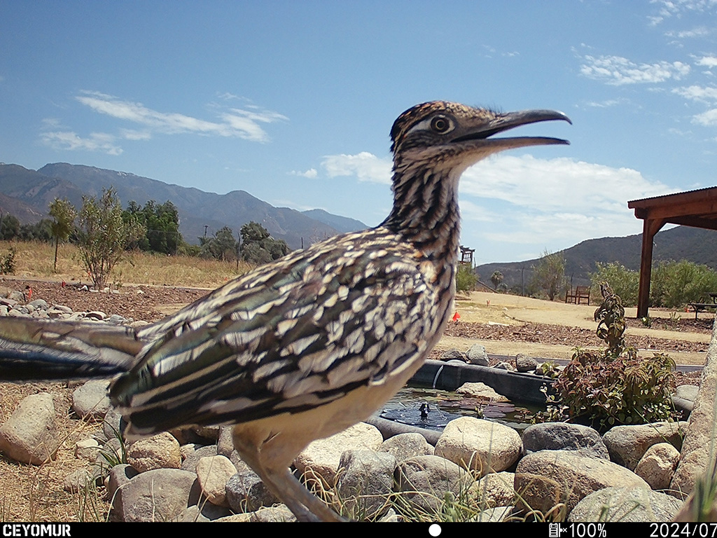 Pala Environmental Department PED Planet Pala Band of Mission Indians Logo Newsletter More to Explore Greater Roadrunner