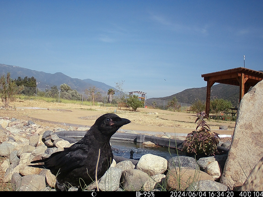 Pala Environmental Department PED Planet Pala Band of Mission Indians Logo Newsletter More to Explore Juvenile American Crow