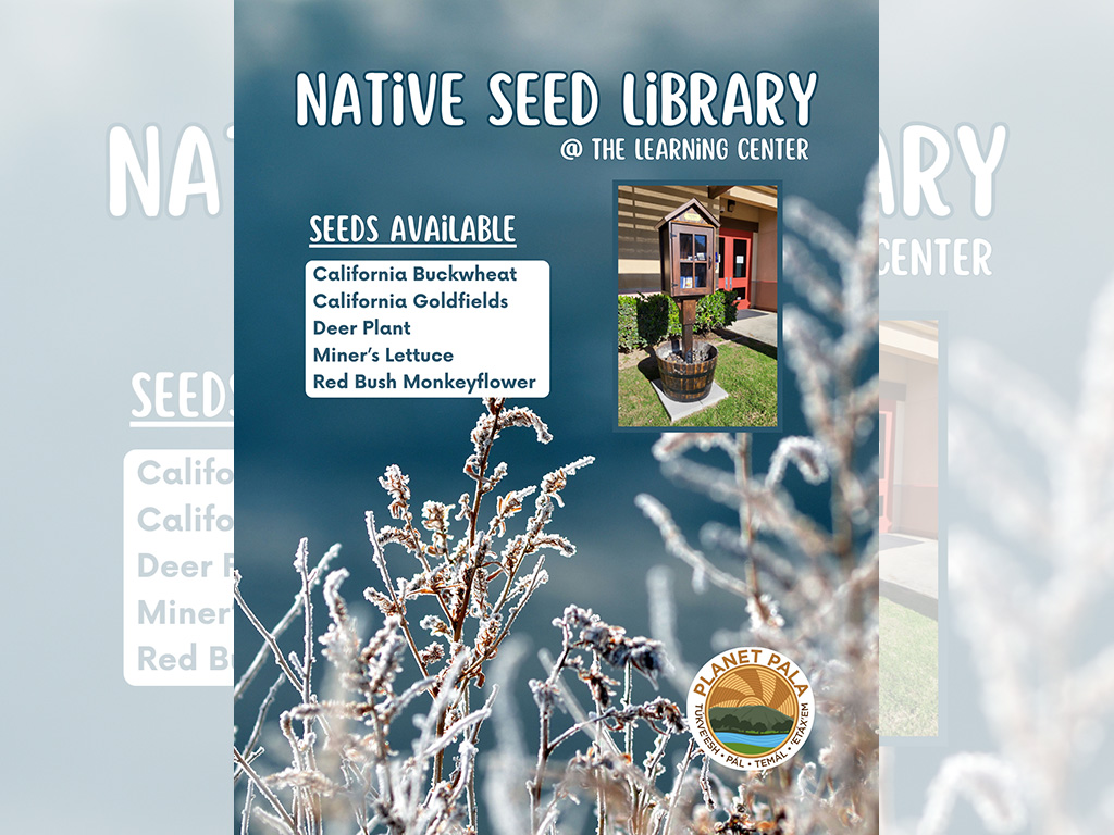 Pala Environmental Department PED Planet Pala Band of Mission Indians Logo Newsletter What's Growing On Native Seed Library