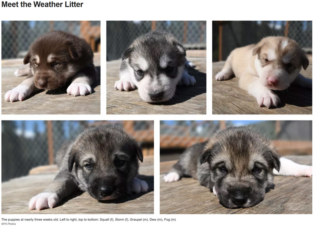Pala Environmental Department PED Planet Pala Band of Mission Indians Logo Newsletter More To Explore Denali Puppy Cam