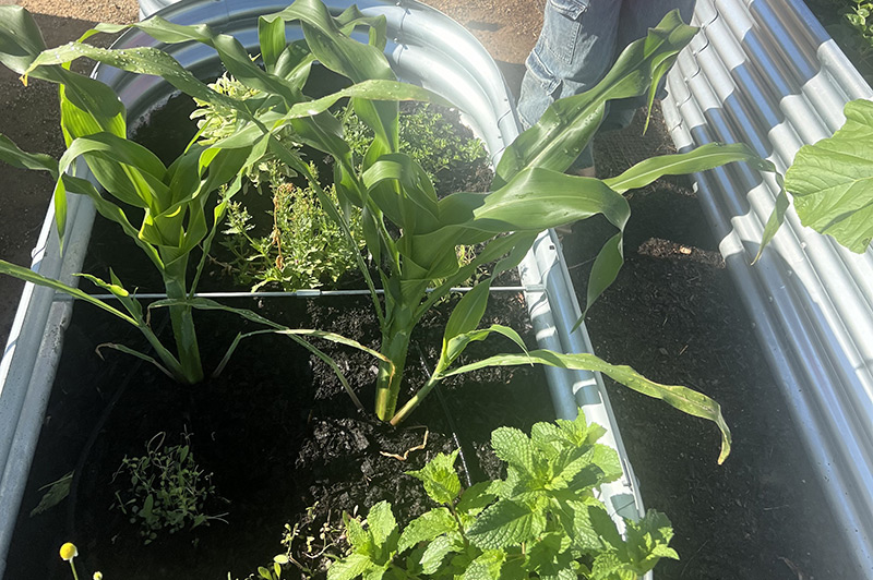 Pala Environmental Department PED Planet Pala Band of Mission Indians Newsletter What's Growing On Raised Garden Beds