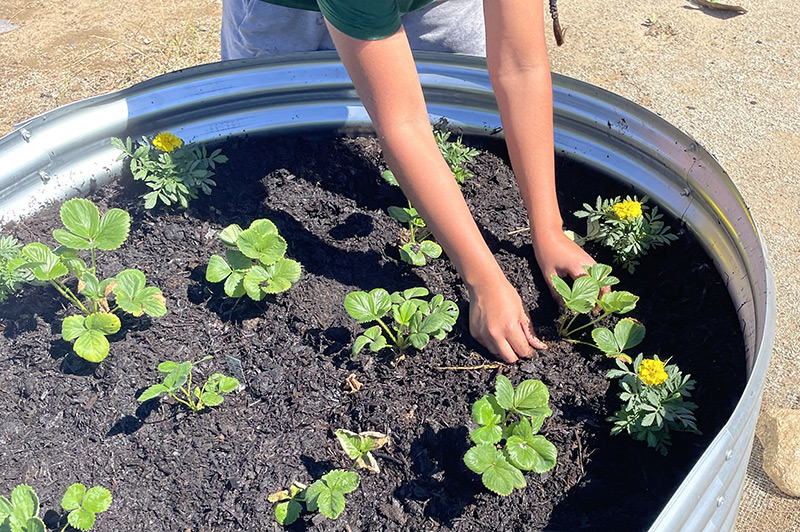 Pala Environmental Department PED Planet Pala Band of Mission Indians Newsletter What's Growing On Raised Garden Beds