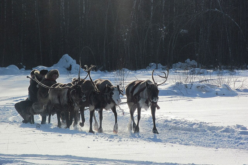 Pala Environmental Department PED Planet Pala Band of Mission Indians Logo Newsletter Did you Know Reindeer