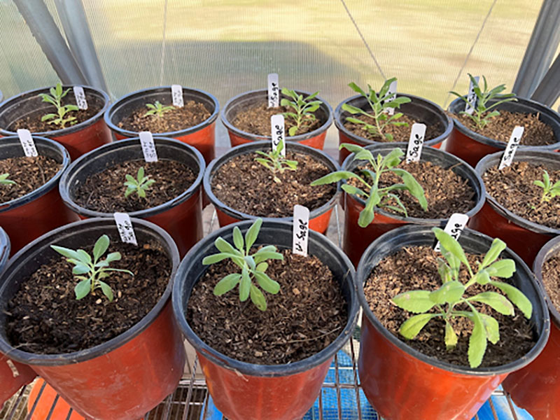 Pala Environmental Department PED Planet Pala Band of Mission Indians Logo Newsletter What's Growing On Pala Peoples Garden Pala Atáxam Pemtew’náan’a